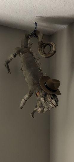 Stuffed Iguana Taxidermy 
