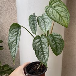 Monstera Siltipecana EL SALVADOR plant