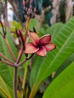 Plumerias
