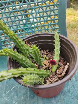 Red dragon 🐉 stapelia plant