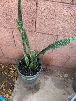 Snake plant