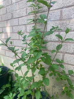 Pitiona plant