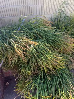 Free fire stick
