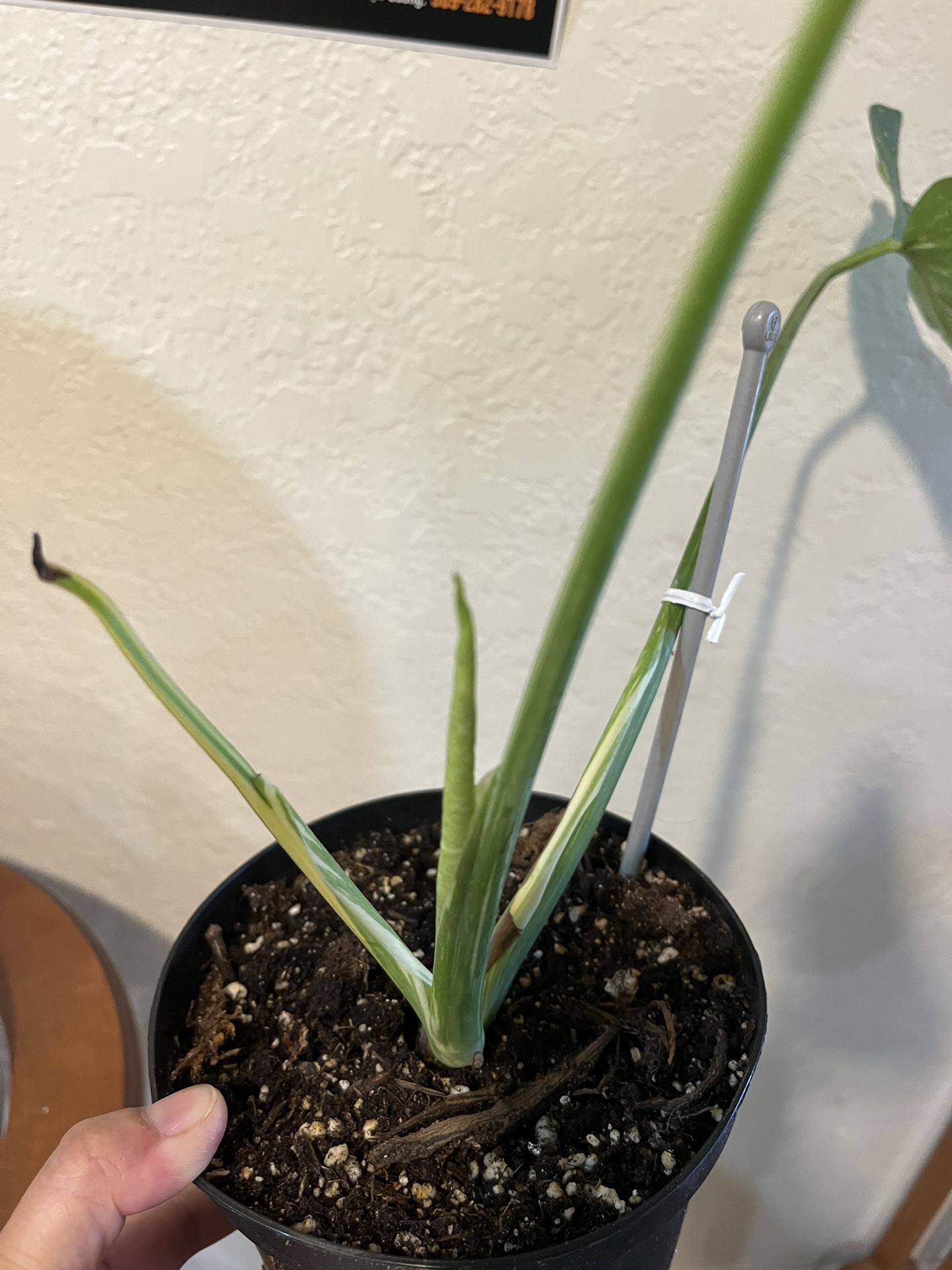 thai constellation monstera half moon rooted,6 pot ,$400 cash