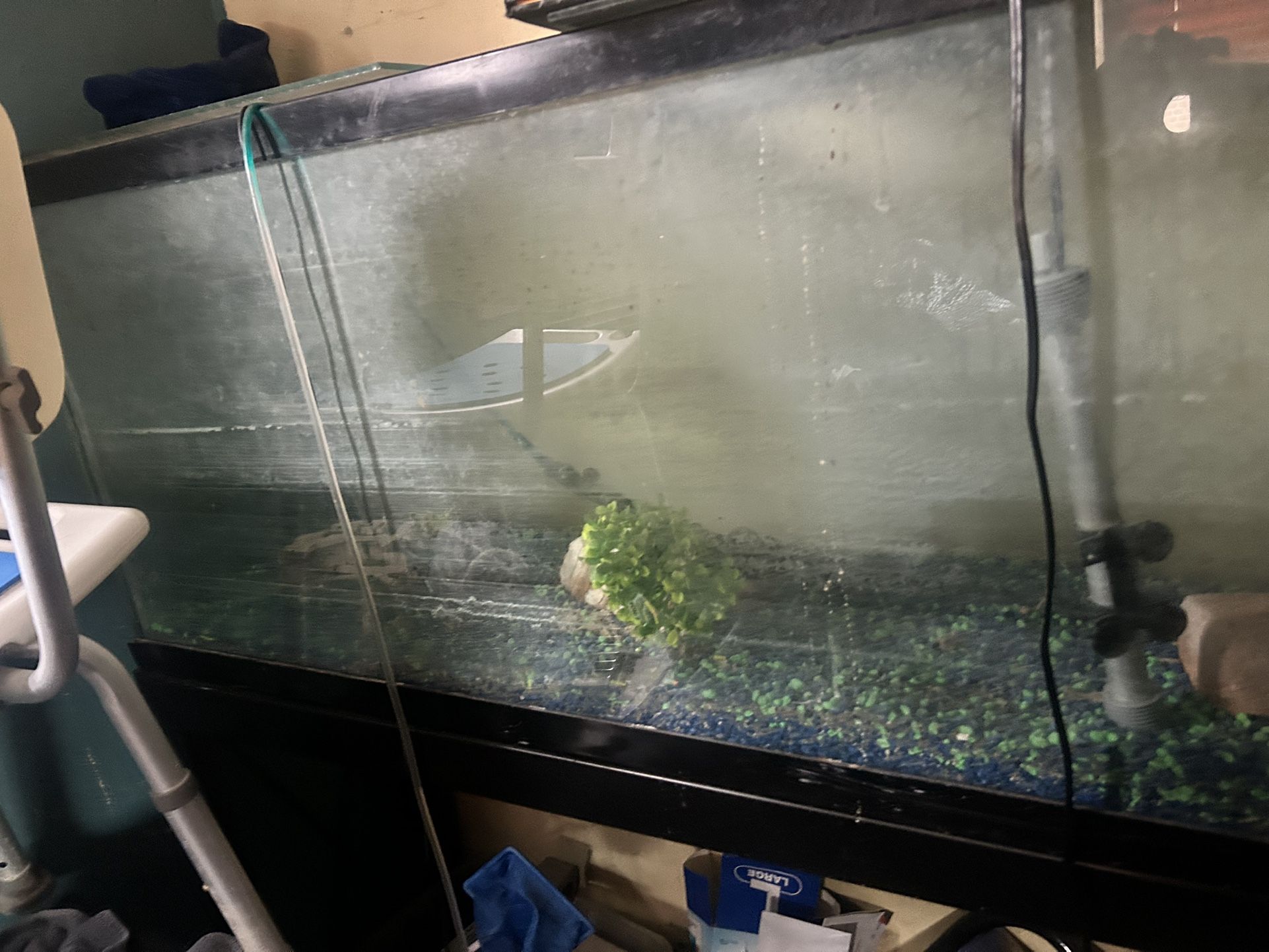 55 Gallon Fish Tank