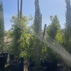 Italian Cypress 15 Galons 