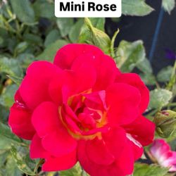 🌹 Plant: Mini Rose