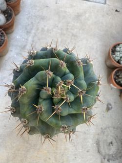 Cereus peruvianus spiralis