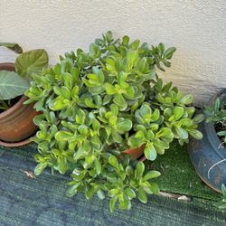 succulent outdoor plant