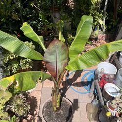 Red Banana Tree