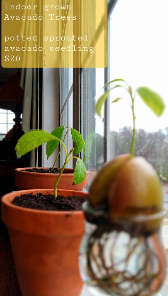 Avacado Trees
