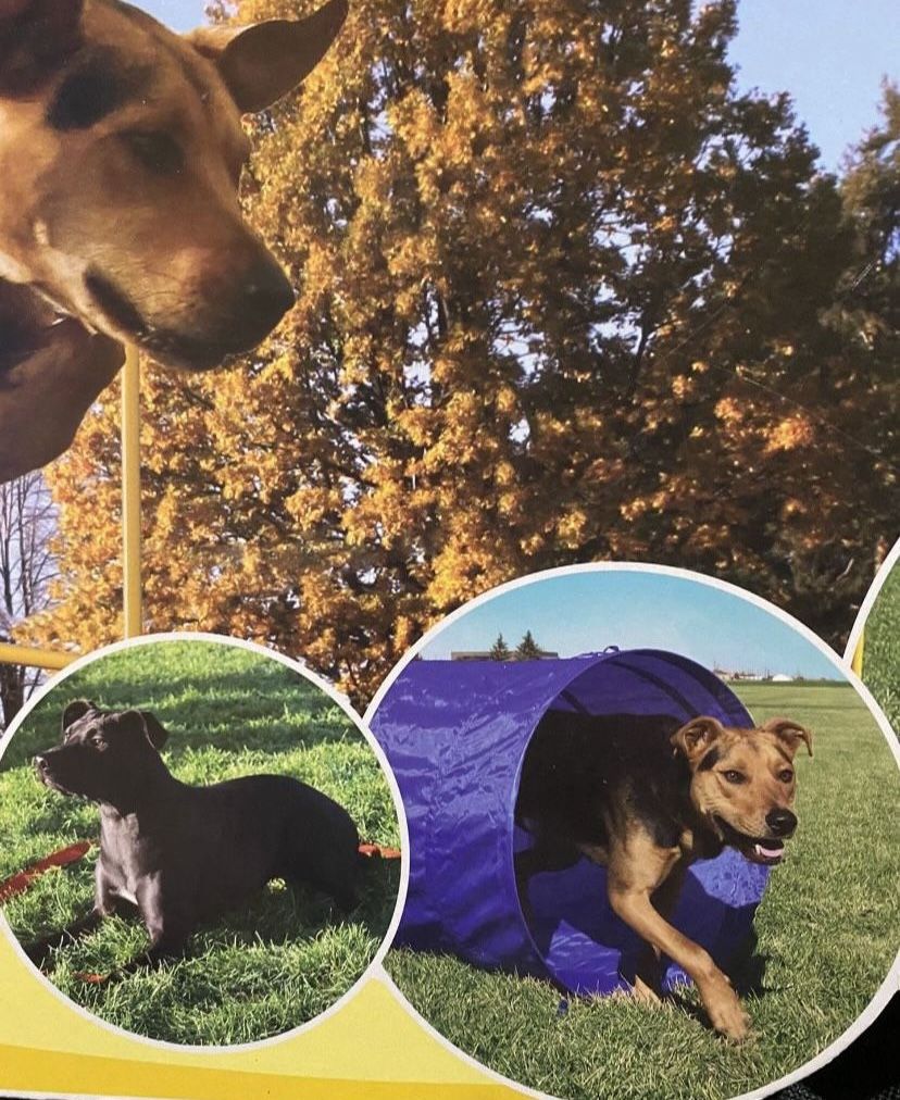 DOG AGILITY COURSE/EXERCISE COURSE, NEVER USED