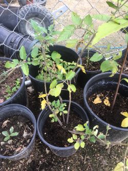 tomatoe plants