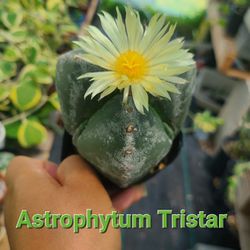 Astrophytum 