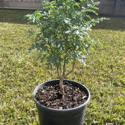 Ruda / Rue (1gal)🪴