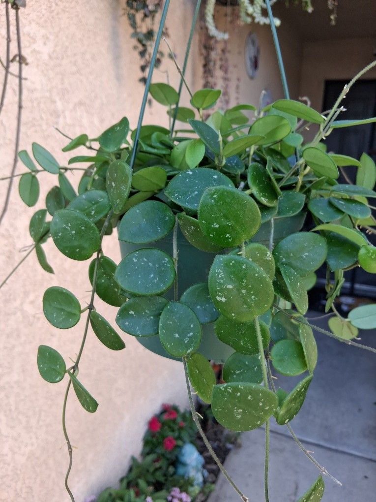 RARE Large Hoya Matilde Splash Plant $65