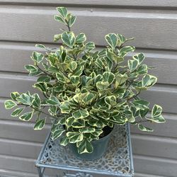 6” Variegated Ficus Triangularis