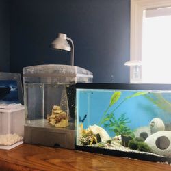 3 fish tank set 