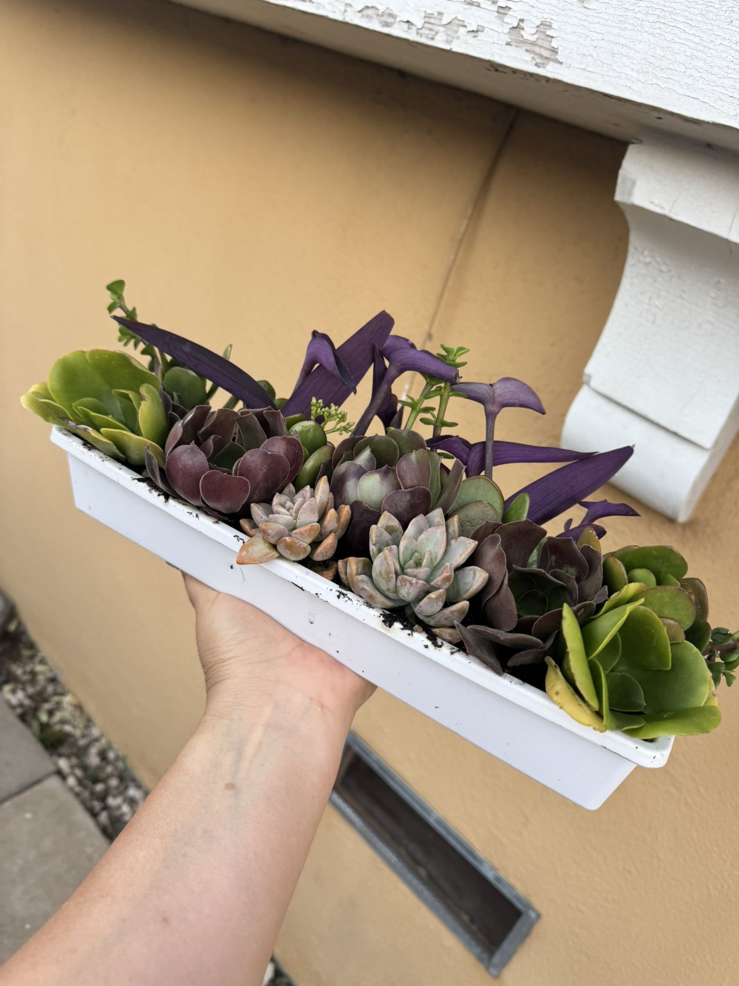 Beautiful Succulent Arrangement