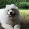 Tobyjack