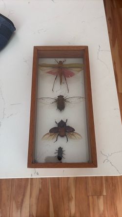Framed Real Insect Collection – Grasshopper, Cicada & Beetles – Display Cas