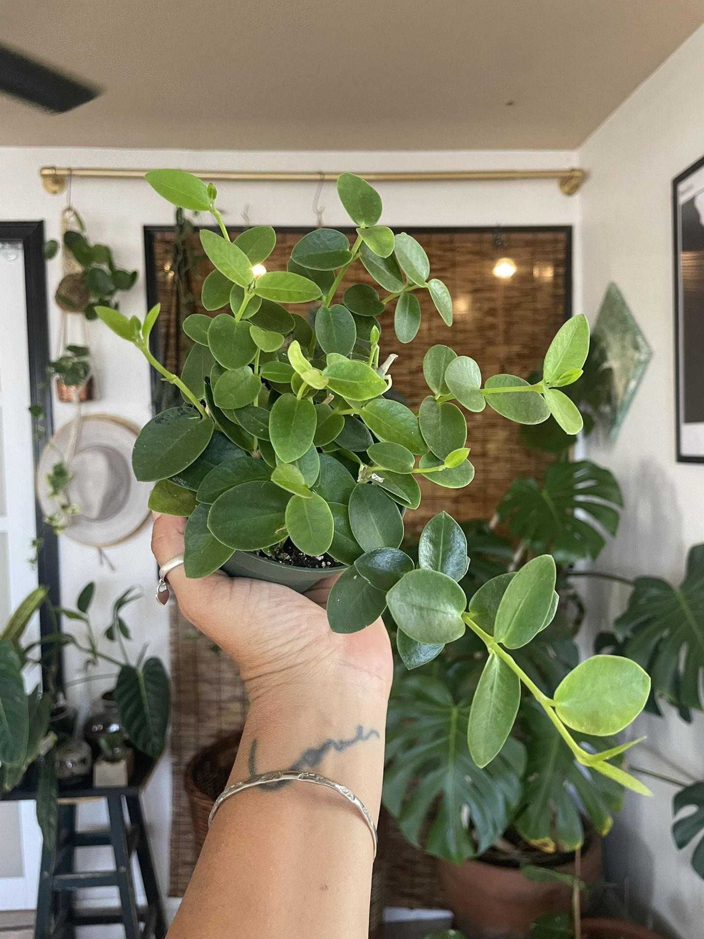 Hoya Cumingiana Plant 🪴 