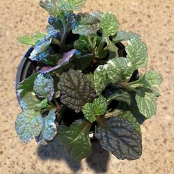 Ajuga Plant