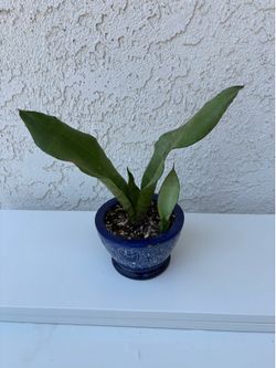 Moonshine Snake Plant