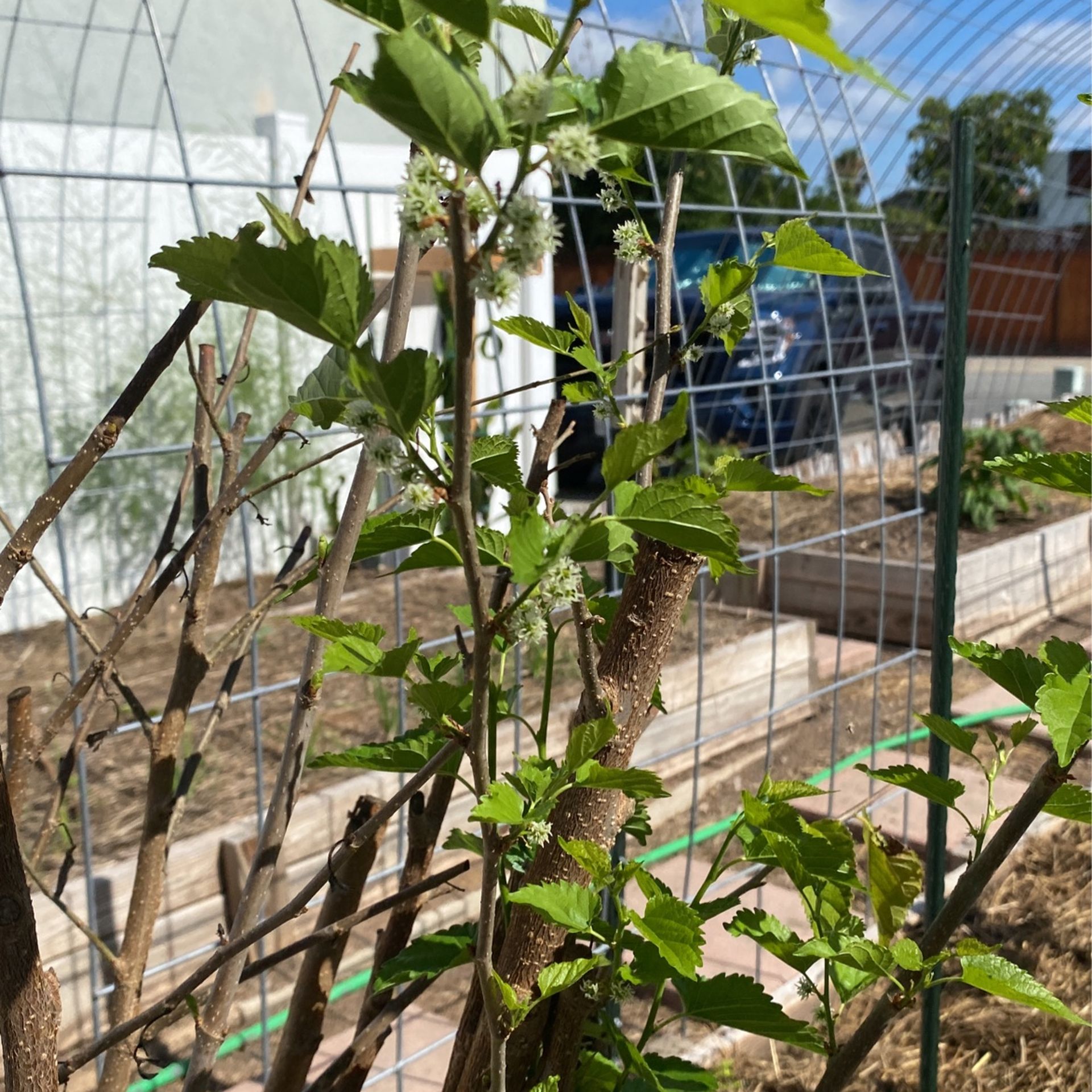 Mulberry Tree