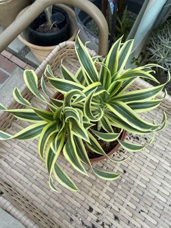 Song Of India Plant, About 1 Foot Tall, Terra-Cotta Park Included