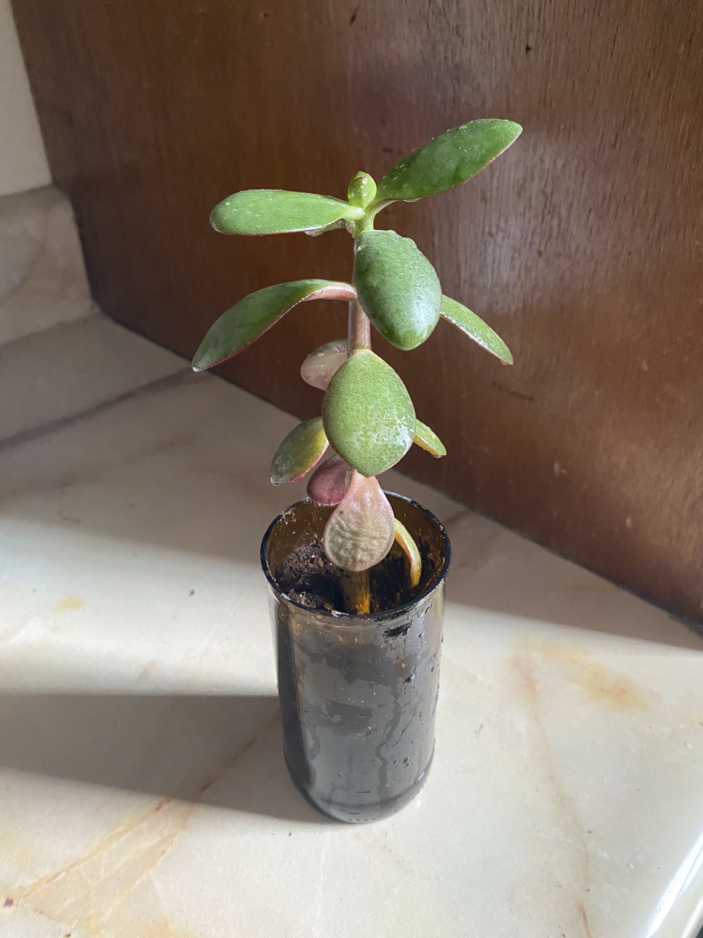 Healthy Little Jade Plant Indoor Succulent Lucky Money Plant  in A Recycled Glass Planter