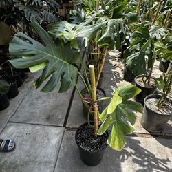 Monstera Plants 