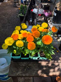 Marigold plants
