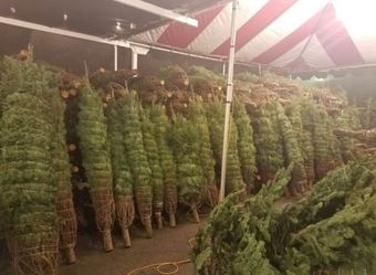 Fresh Christmas Trees From Oregon!!!!