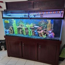 Jumbo Fish Tank 