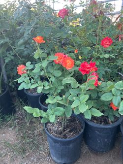 Iceberg Rose plants for sale