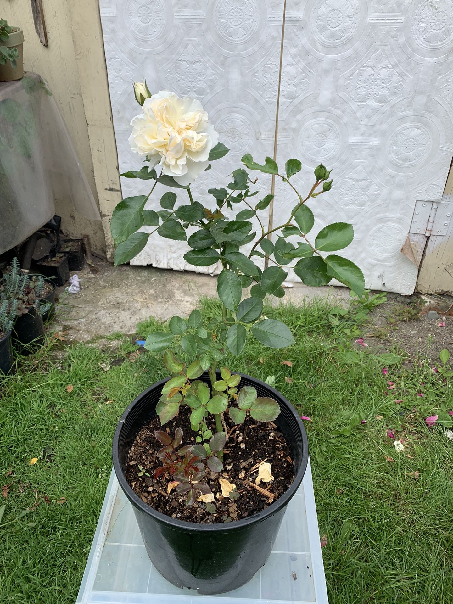 Fragrant White rose