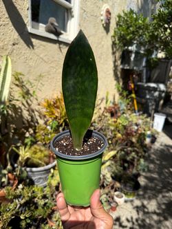 Sansevieria Masoniana Whale Fin Snake Plant