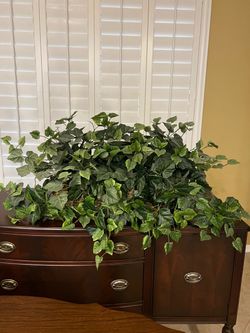 Silk plant