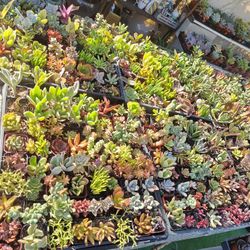 Lots Of Succulents****SALE