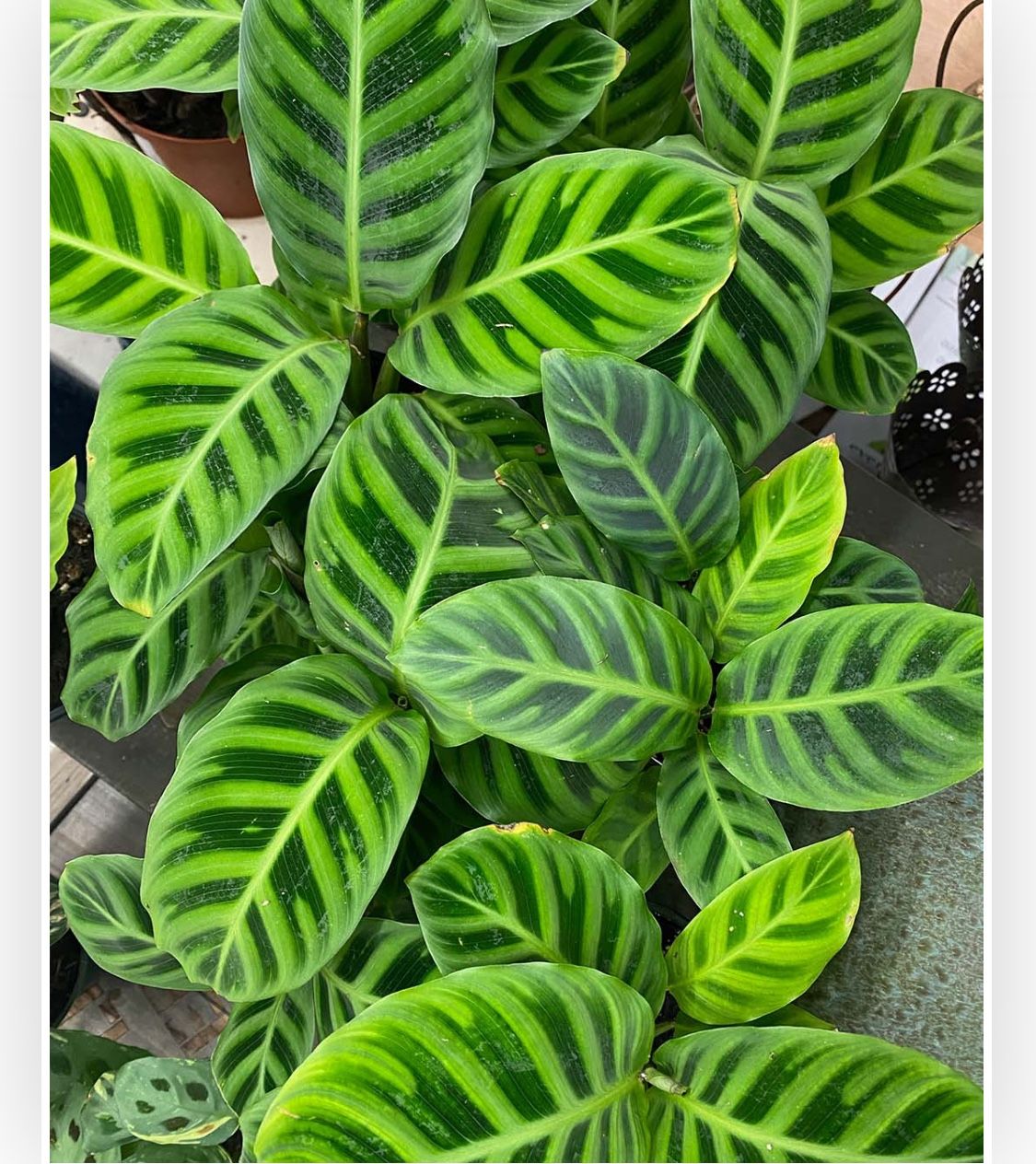 LIVE Calathea Zebrina Starter Plant Indoor Houseplant  Each