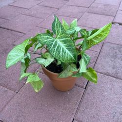 Beautiful White Butterfly Syngonium Succulent Plant Flower In Pot Home Patio Yard Garden Lawn 