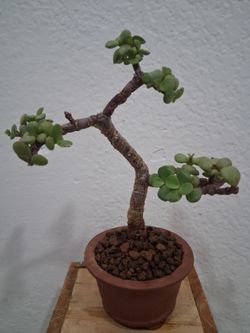 Mame (Very Small) Dwarf Jade Bonsai Tree