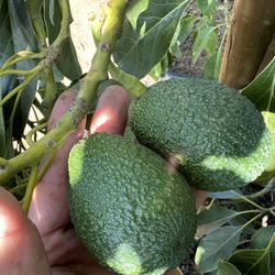 Hass Avocado Tree