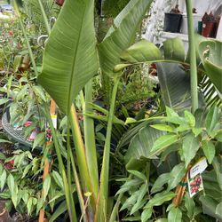 Beautiful Bird Of Paradise White Flower $68 Each 