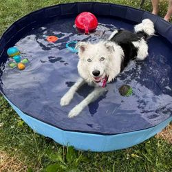 New In Box 60x11 Inch Tall Outdoor Patio Dog Pet Kids Swimming Pool Bathing Tub Collapsible 