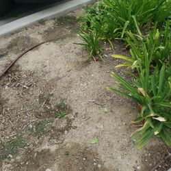 Drip Irrigation For Plants