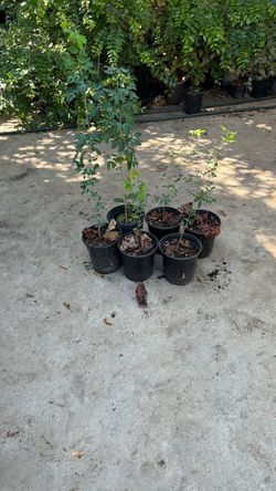 guamúchiles rojos $10