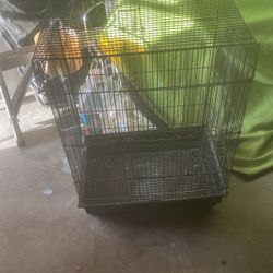 Bird Cage 