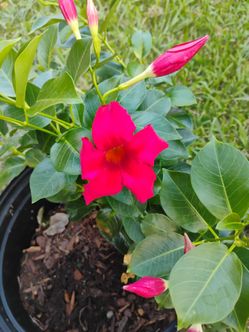 Mandevilla plant